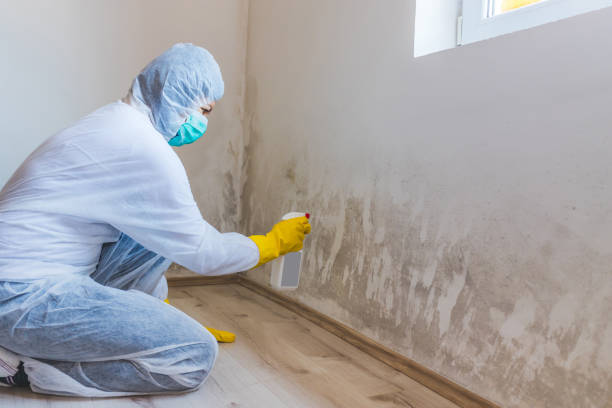 Licensed Hvac And Air Duct Mold Remediation service in Baroda, MI - Car Mold Remediation