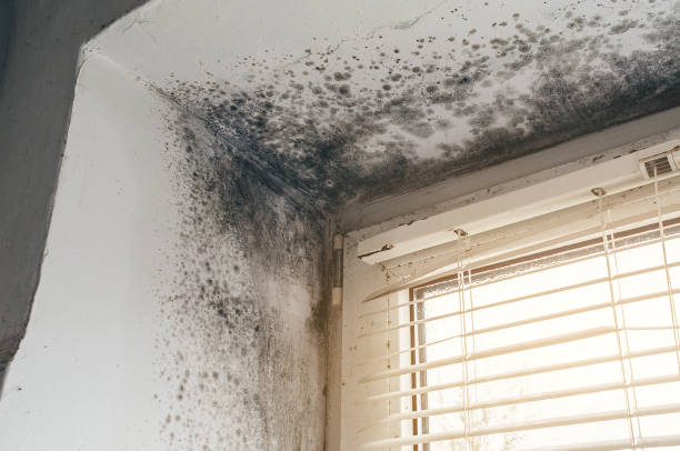 Affordable Hvac And Air Duct Mold Remediation solutions in Baroda, MI
